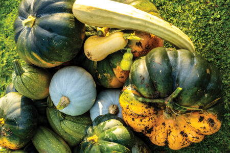 Recipes Using Squash Image